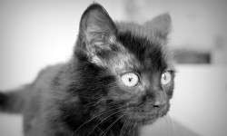 gato-negro