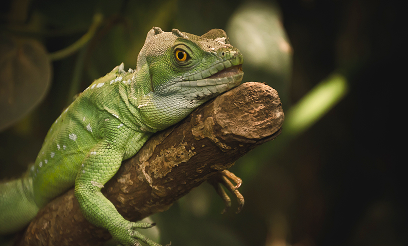 El cuidado de las iguanas