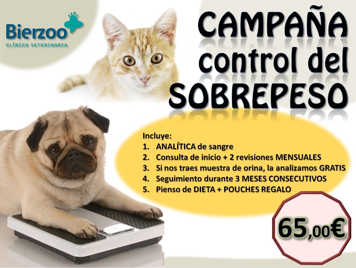 Perdida de peso en los gatos